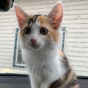 Meet your Posher, Hazel